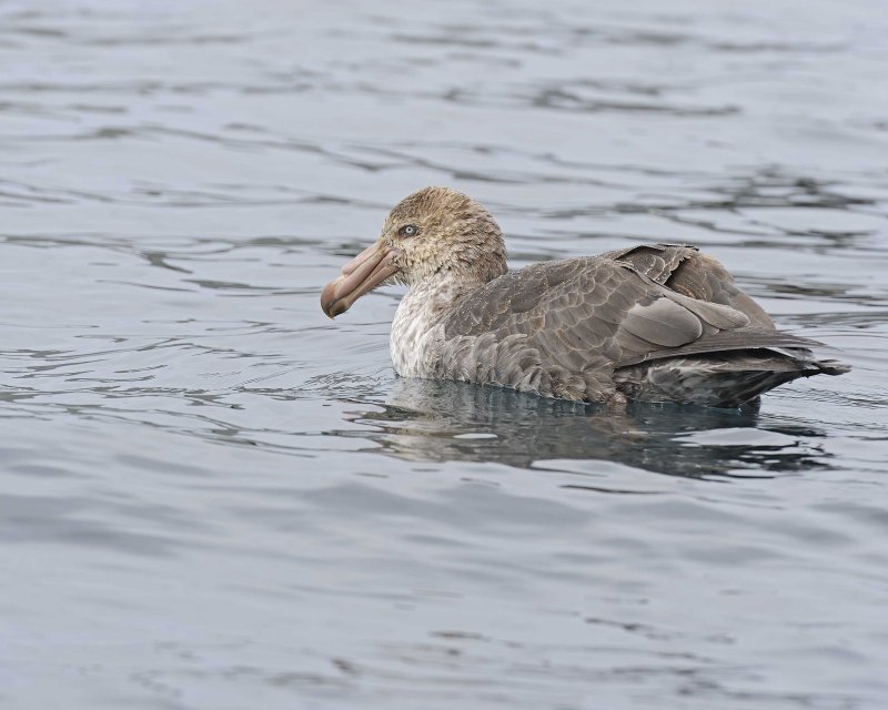 Southern Giant Petrel swimming