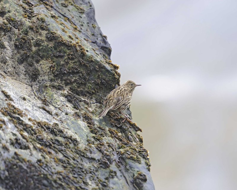 South Georgia Pipet