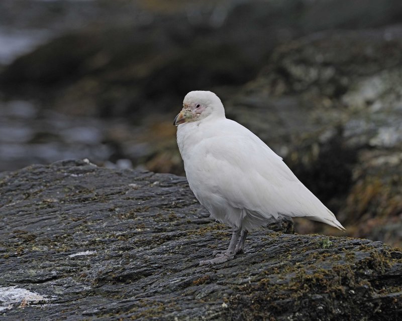 Landing at Cooper Bay, South Georgia Island