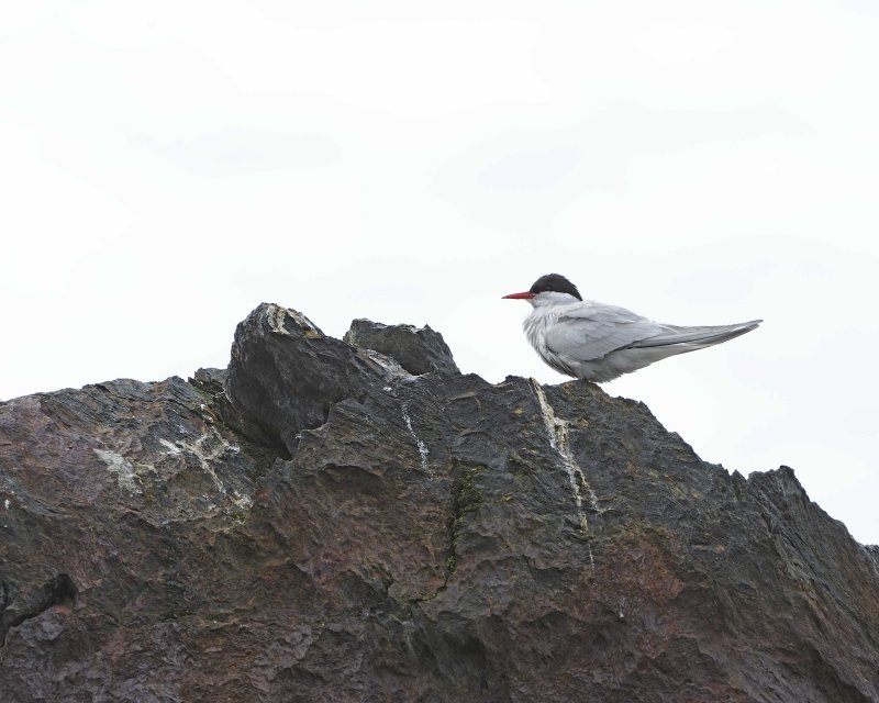 Antarctic Tern