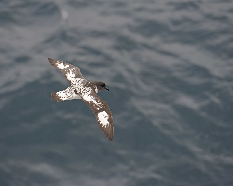Cape Petrel flying by the ship