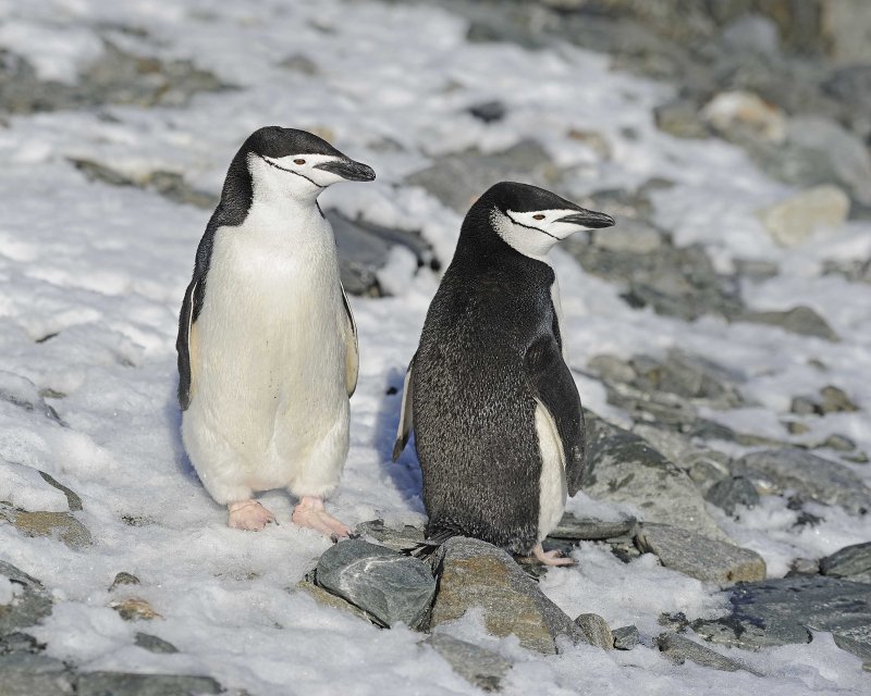 Two Chinstrap Penguins on snow