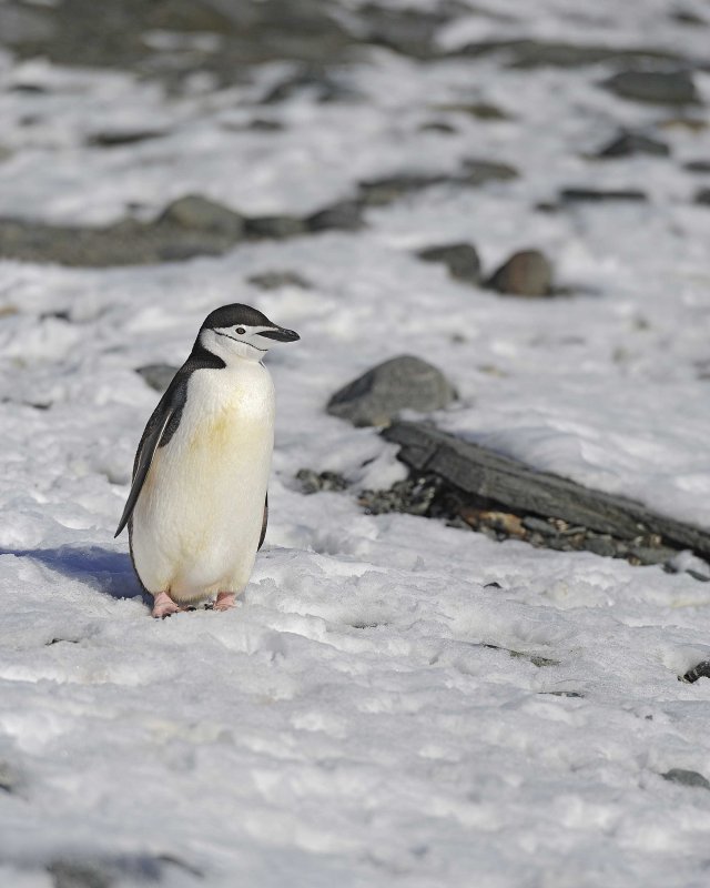 Chinstrap Penguin on snow