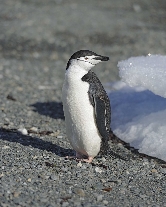 Chinstrap Penguin near glacial ice on the beach