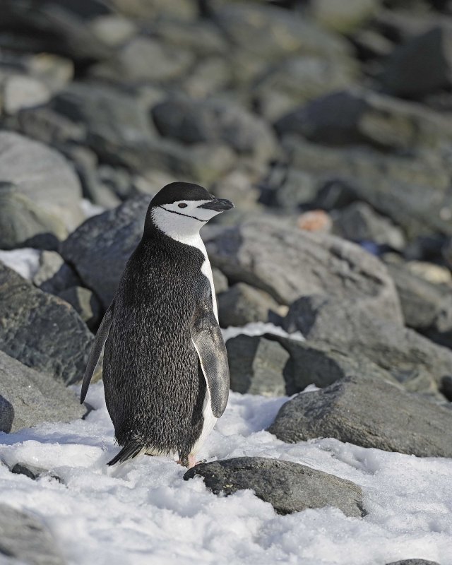Chinstrap Penguin among the rocks and snow