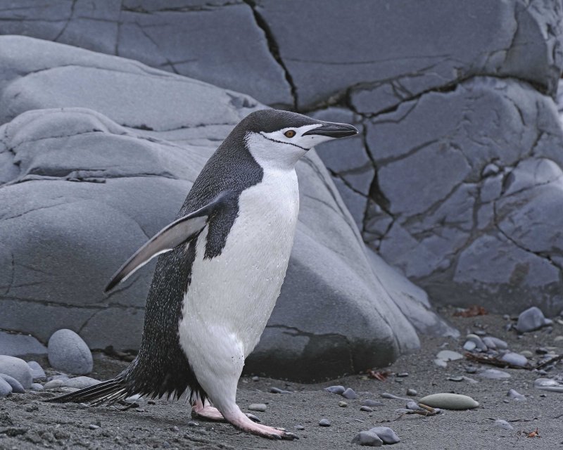 Chinstrap Penguin