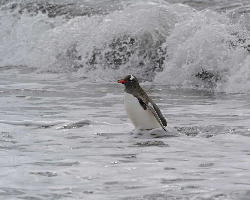 Gentoo Penguin coming out of the water