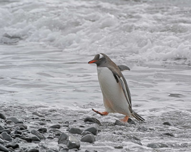 Gentoo Penguin coming out of the water