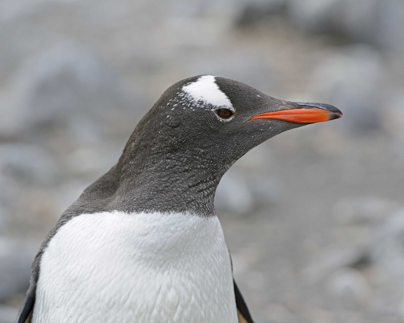 Gentoo Penguin