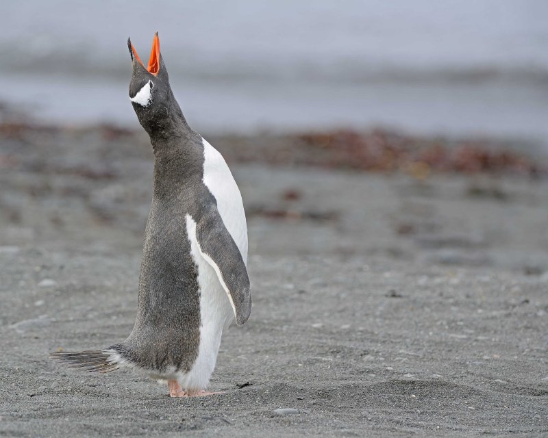 Gentoo Penguin calling