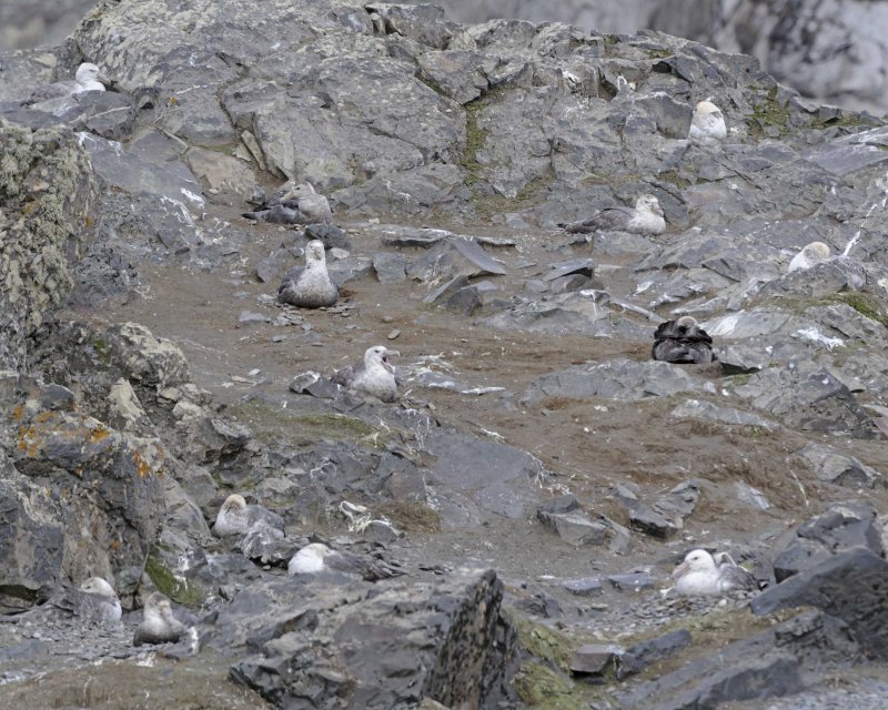 Several Southern Giant Petrels nesting