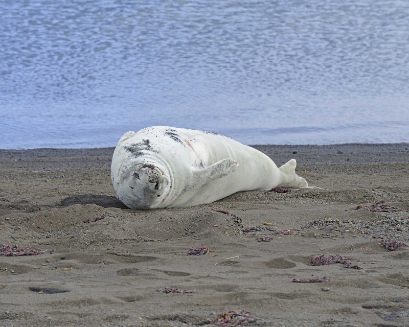 Crabeater Seal sleeping on the beach