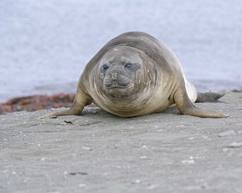 Southern Elephant Seal