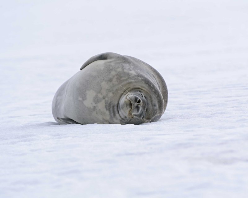 Weddell Seal resting on snow