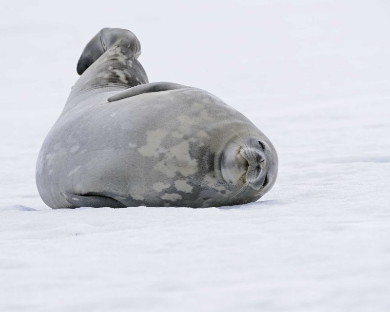 Weddell Seal resting on snow