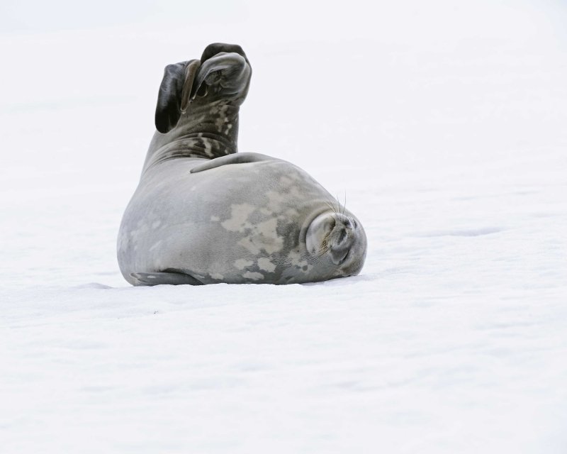 Weddell Seal resting on snow