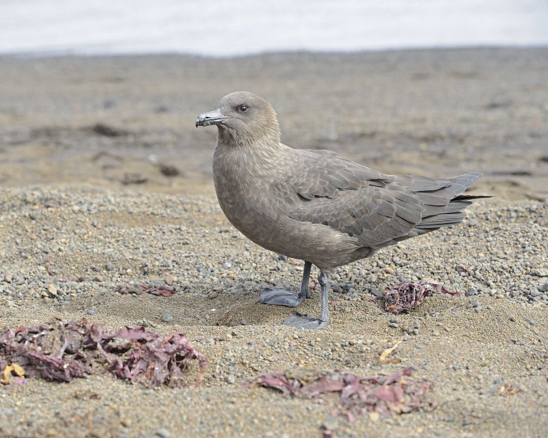 Brown Skua walking the beach with us