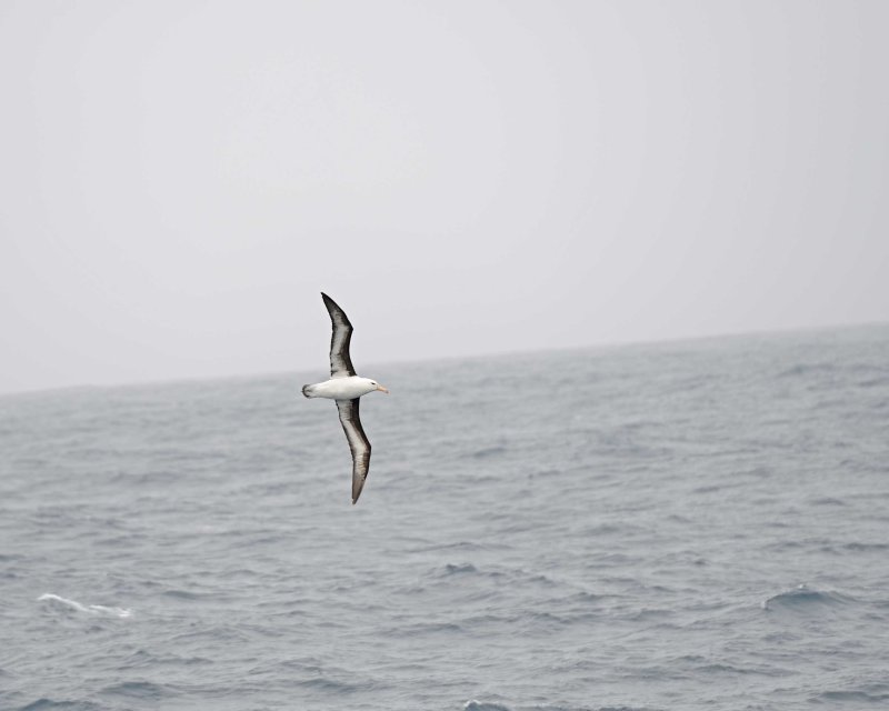 Albatross in the Drake Passage