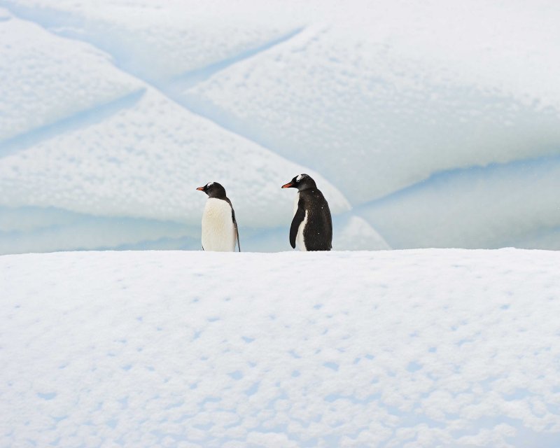 Iceberg with Two  Gentoo Penguins