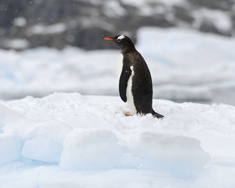 Iceberg with a Gentoo Penguin