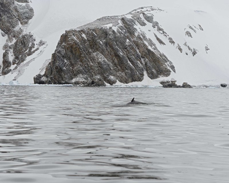 Minke Whale
