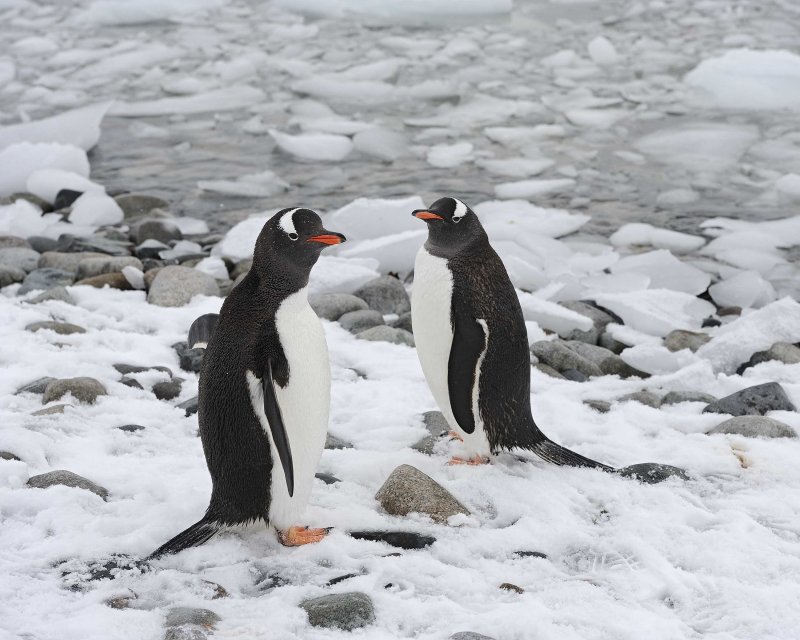 Two Gentoo Penguins