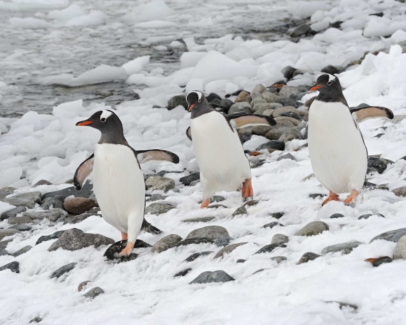 Three Gentoo Penguins walking in the snow