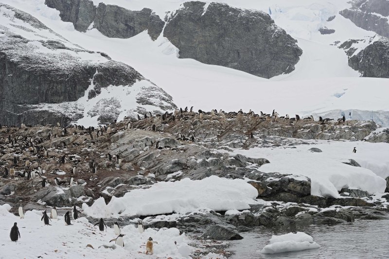 Gentoo Penguin Colony