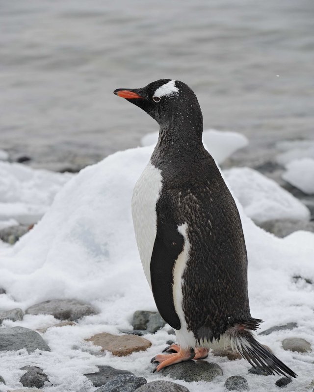 Gentoo Penguins on Cuverville Island