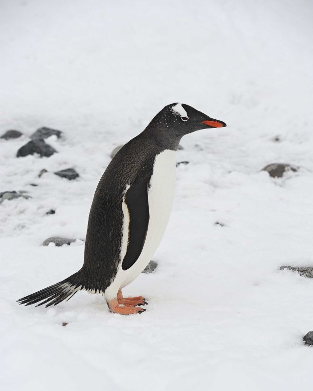Gentoo Penguin