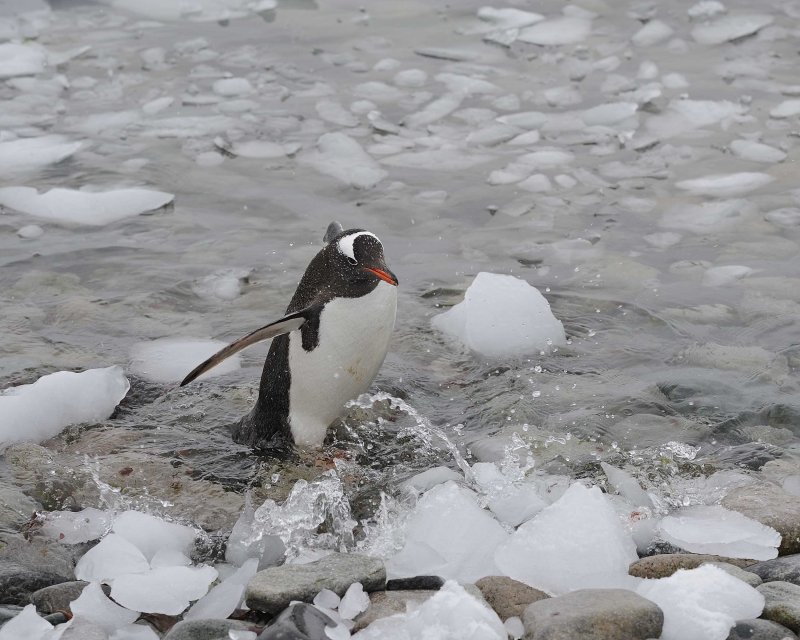 Gentoo Penguin in the ice filled water