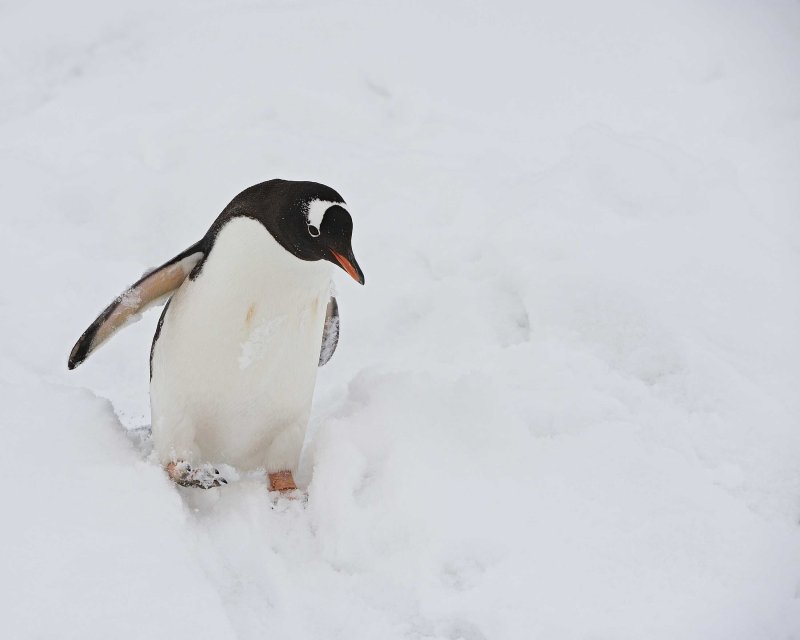 Gentoo Penguin walking through the snow