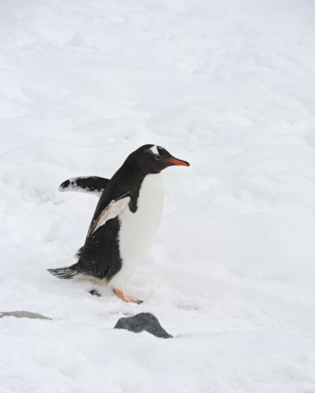 Gentoo Penguin walking in the snow