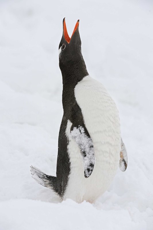 Gentoo Penguin calling