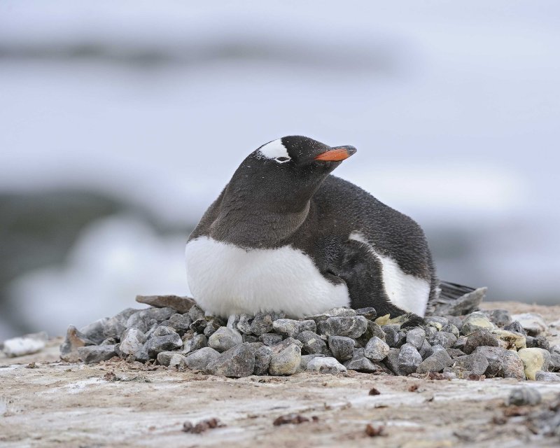 Nesting Gentoo Penguin