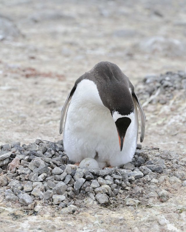 Gentoo Penguin with two eggs