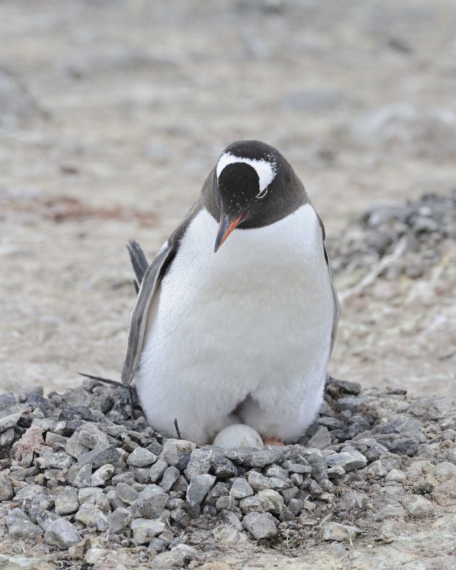 Gentoo Penguin with two eggs