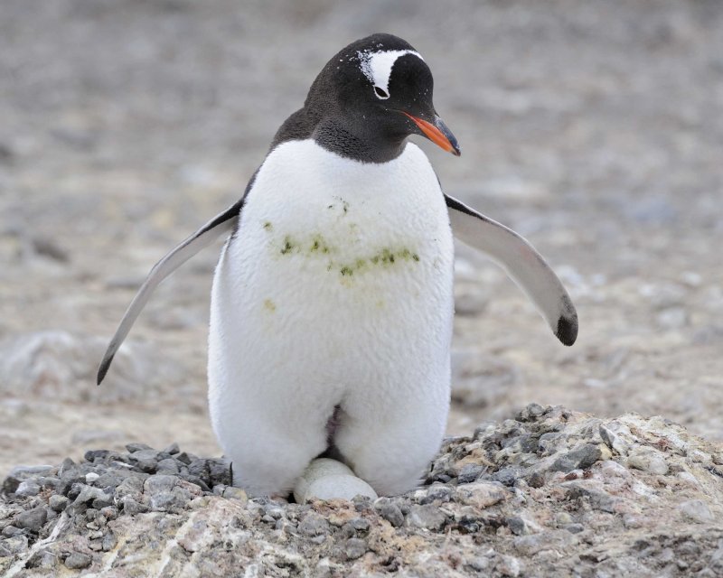 Gentoo Penguin with two eggs