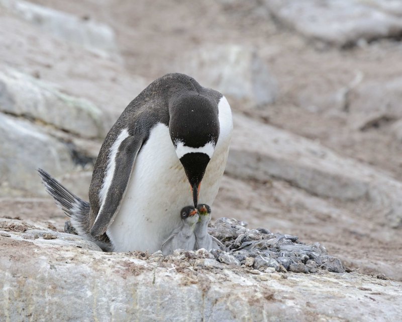 Gentoo Penguin with two chicks