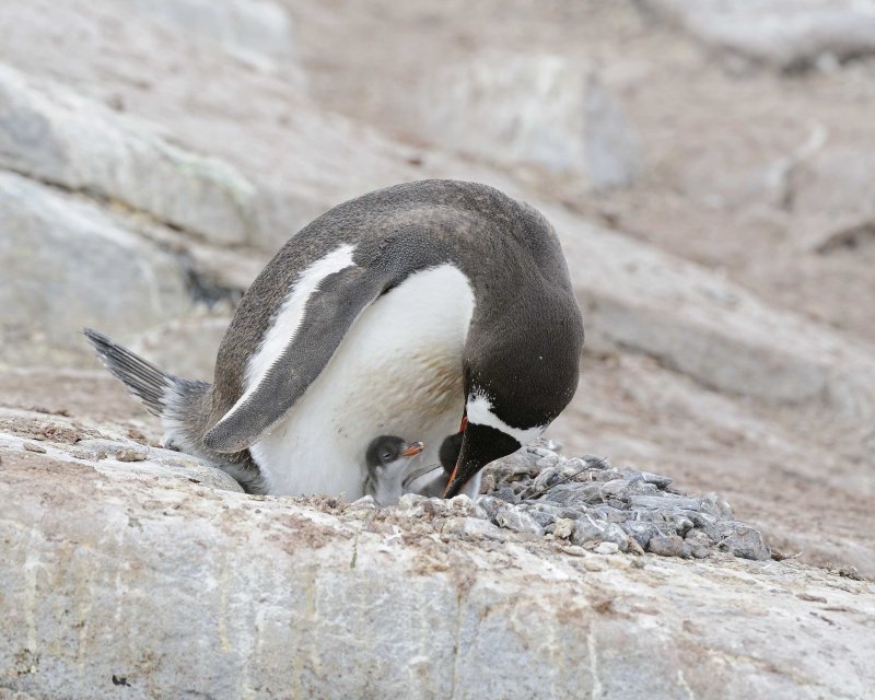 Gentoo Penguin feeding its chick