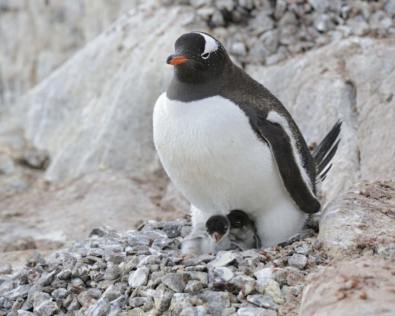 Gentoo Penguin with two chicks