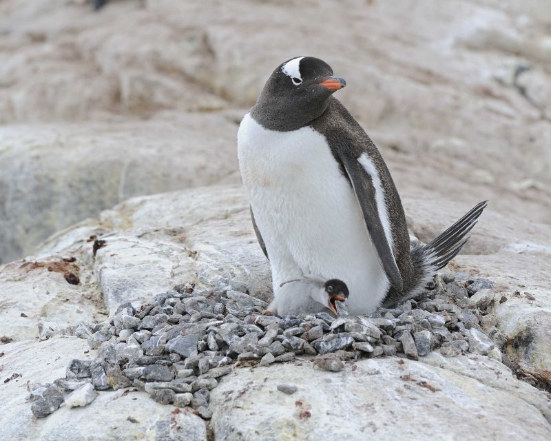 Gentoo Penguin with a chick holding a rock