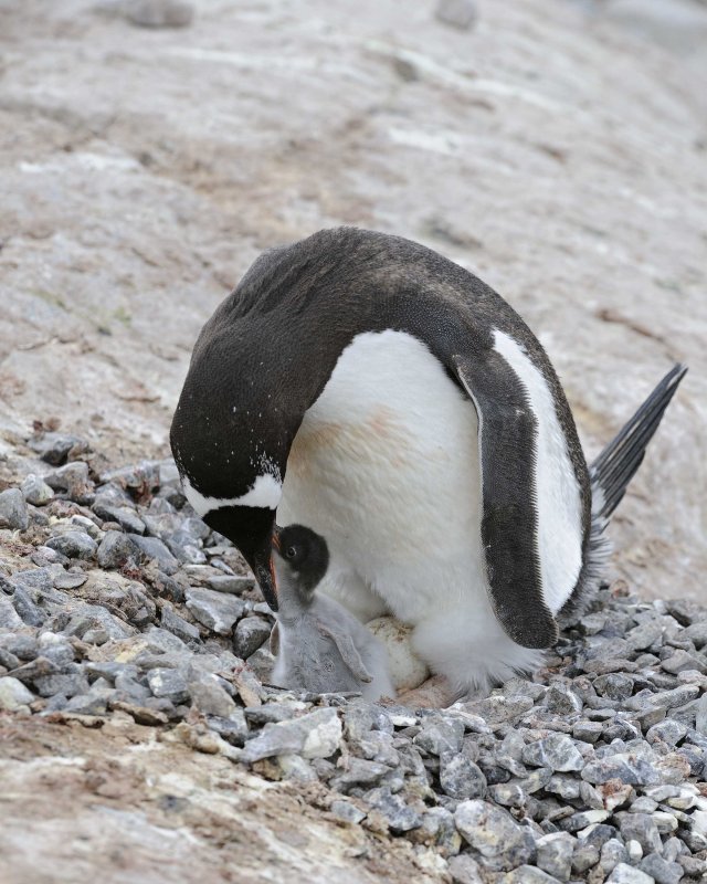 Gentoo Penguin with one chick and one egg