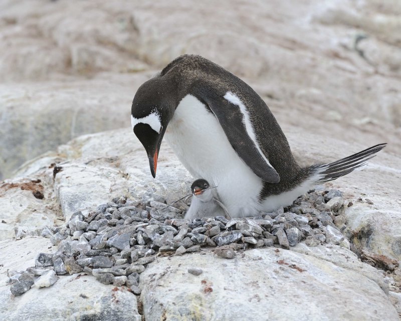 Gentoo Penguin with a chick