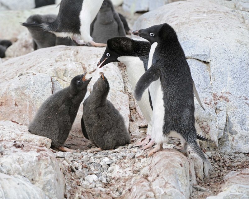 Adelie Penguin pair with two chicks