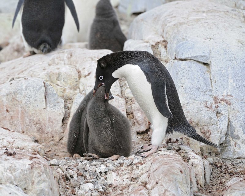 Adelie Penguin feeding chicks