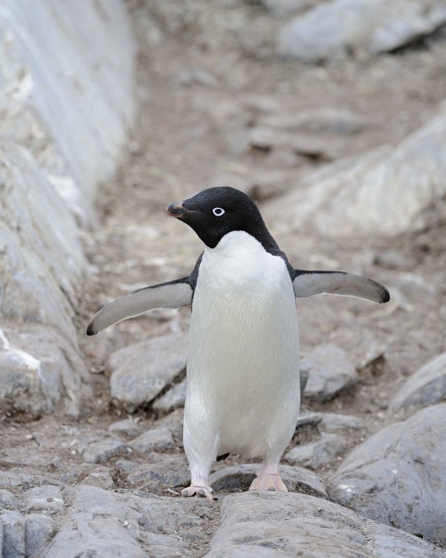 Adelie Penguin walking among the rocks