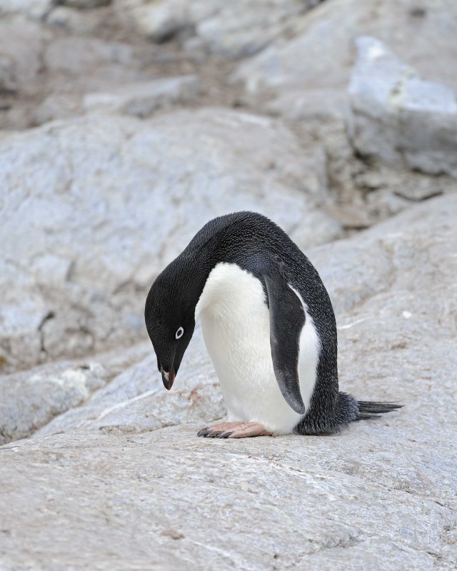 Adelie Penguin