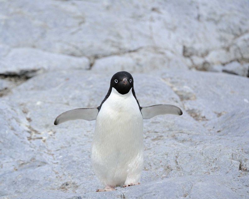 Adelie Penguin