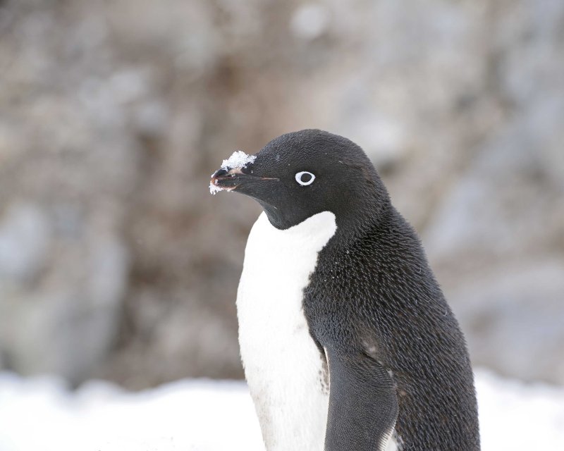 Adelie Penguin